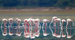 nal-sarovar-bird-sanctuary-ahmedabad-tourism-opening-time-closing