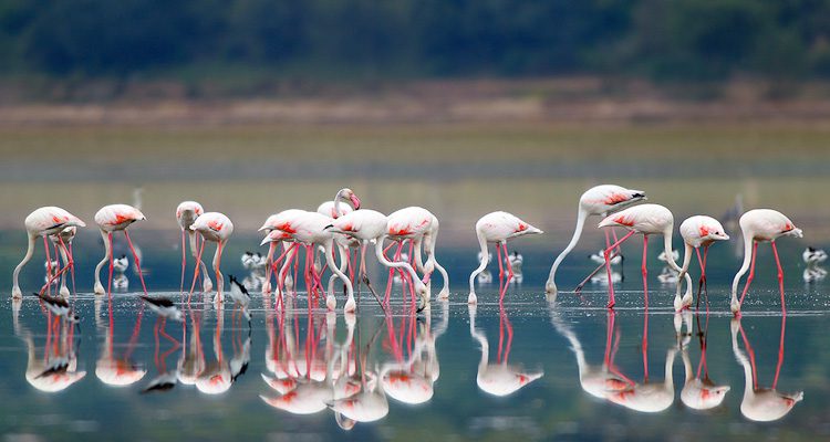 nal-sarovar-bird-sanctuary-ahmedabad-tourism-opening-time-closing - Gujarat  Package